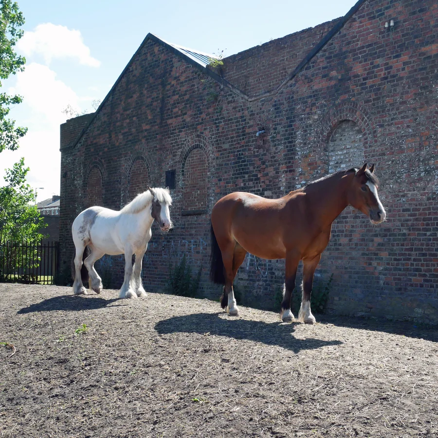 Grazing ponies, outside building in pony yard