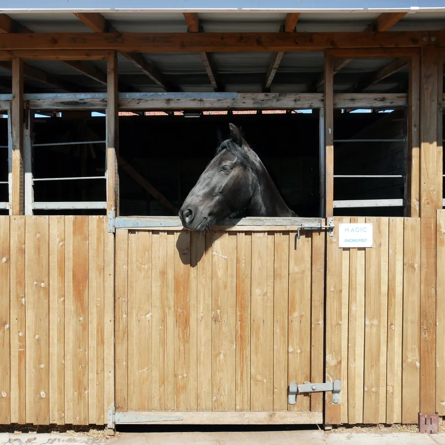 Black horse looking out of stable gate